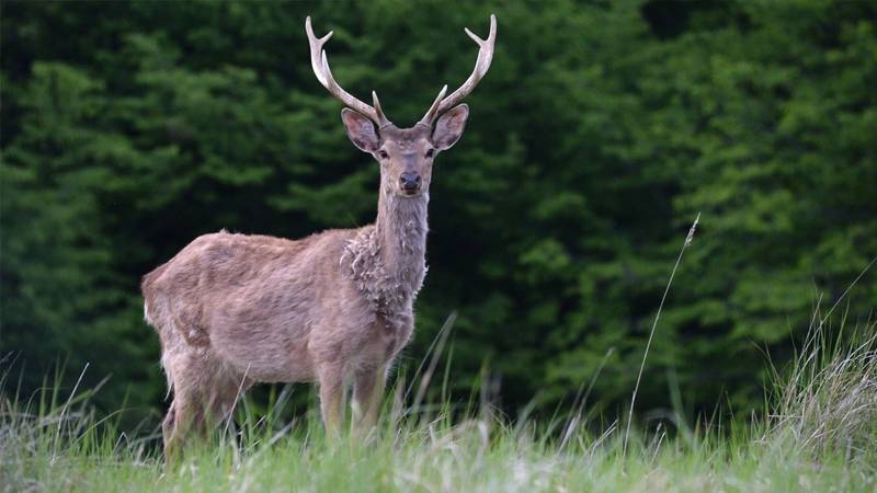 Disaster Warning from Scientists: Zombie Deer Disease is Spreading in the USA! 1 Zombi Geyik Hastaligi3