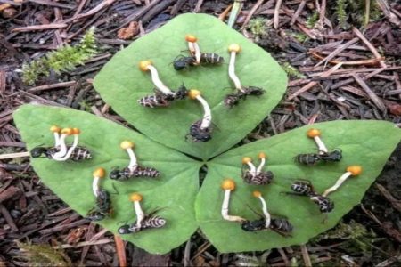 Zombie Ant Mushroom: An Insidious Fungus That Turns Ants Into Puppets! 13 Zombi Karinca Mantari 1024x683