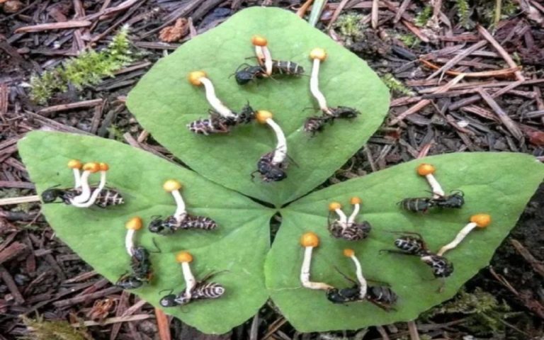 Zombie Ant Mushroom: An Insidious Fungus That Turns Ants Into Puppets! 87 Zombi Karinca Mantari 1024x683