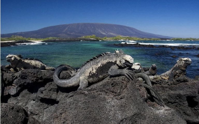 Galapagos Islands: Darwin's Galapagos Adventure and the Birth of the Theory of Evolution 155 galapagos adalari2