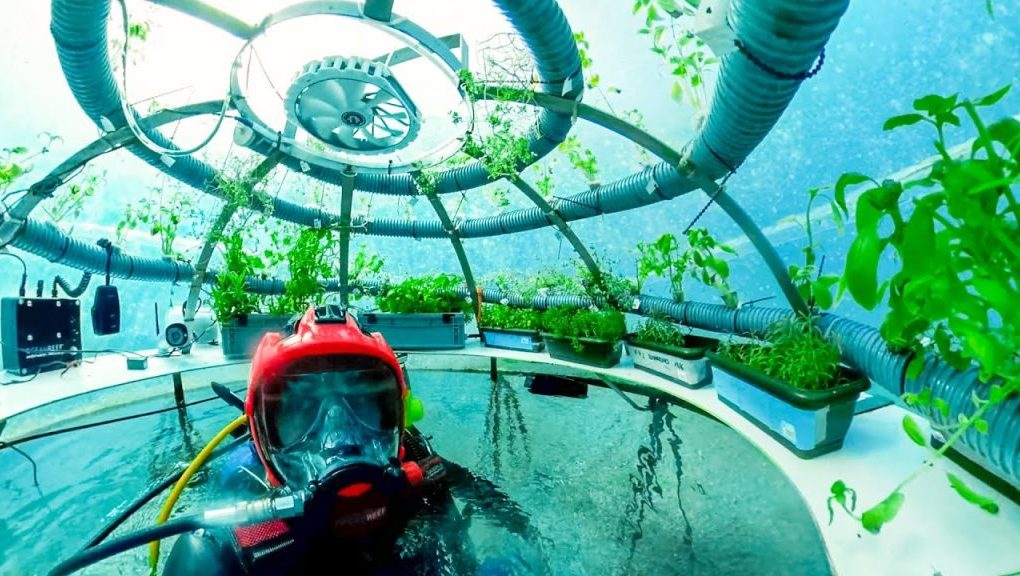 Nemo's Garden: A Unique Undersea Farming Initiative 1 Nemos Garden3 1024x576