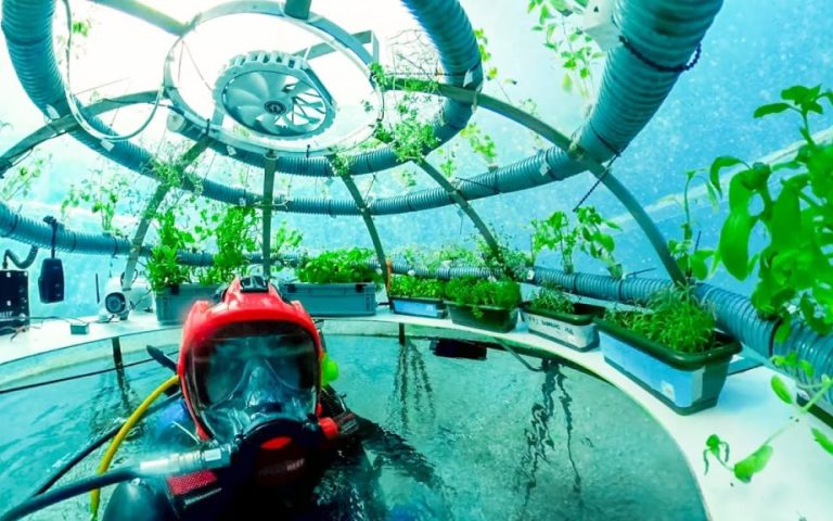 Nemo's Garden: A Unique Undersea Farming Initiative 148 Nemos Garden3 1024x576
