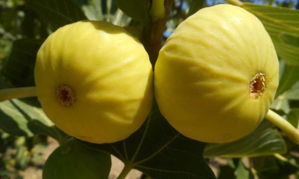 The Interesting Formation Process of Figs: When We Eat Figs, We Unknowingly Consume Flowers and Bees! 1 incir8