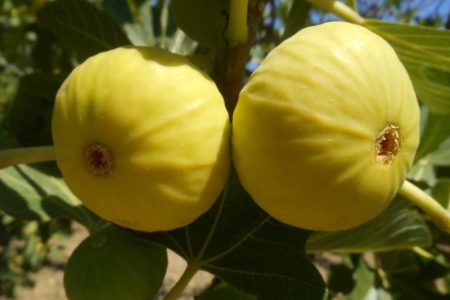 The Interesting Formation Process of Figs: When We Eat Figs, We Unknowingly Consume Flowers and Bees! 211 incir8