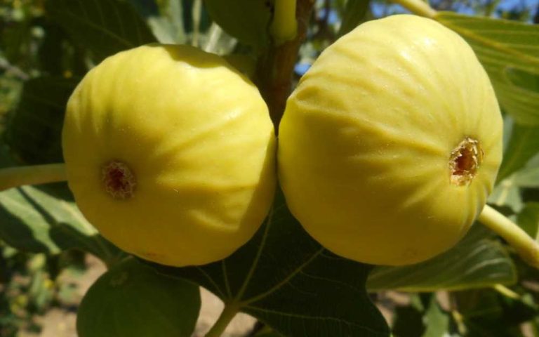 The Interesting Formation Process of Figs: When We Eat Figs, We Unknowingly Consume Flowers and Bees! 73 incir8