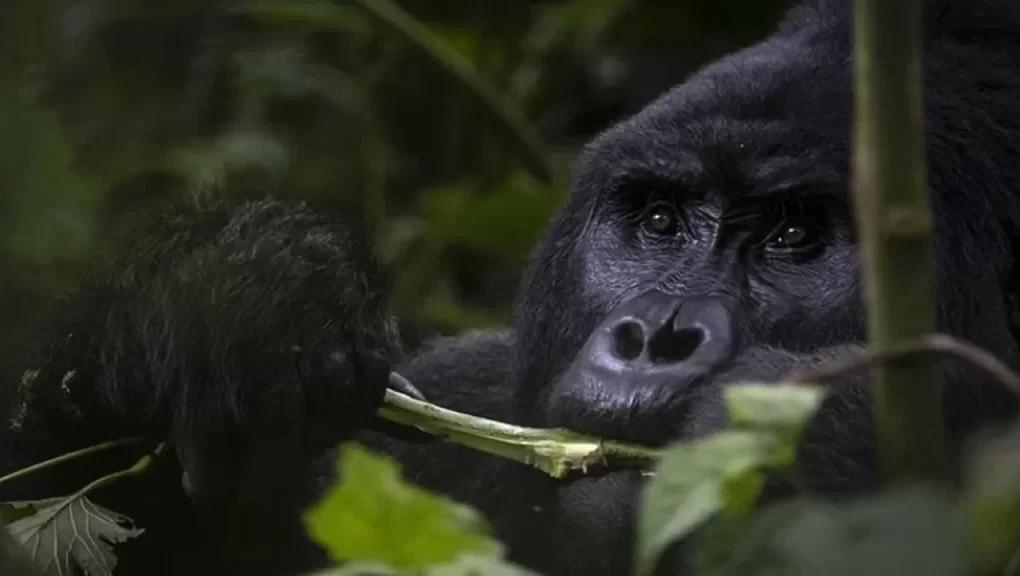 Gorillas' Self-Healing Methods Shed Light on Discovery of New Medicines! 1 Gorillerin Kendini Tedavi Etme Yontemleri 1024x576.webp