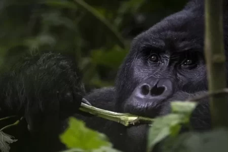 Gorillas' Self-Healing Methods Shed Light on Discovery of New Medicines! 81 Gorillerin Kendini Tedavi Etme Yontemleri 1024x576.webp