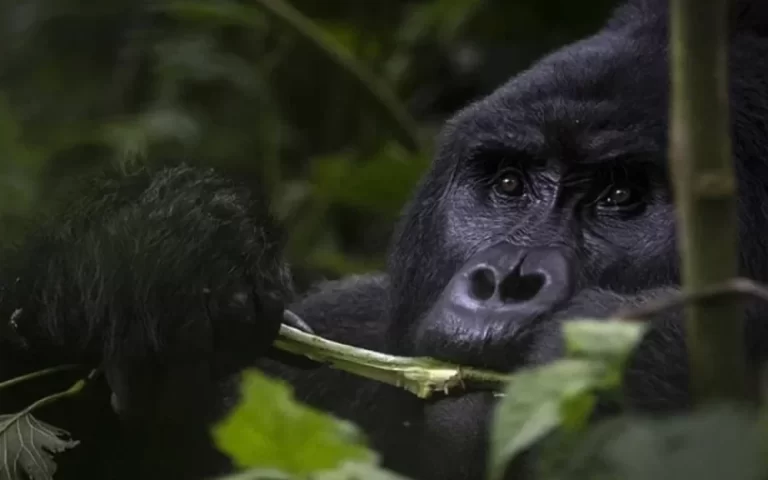 Gorillas' Self-Healing Methods Shed Light on Discovery of New Medicines! 201 Gorillerin Kendini Tedavi Etme Yontemleri 1024x576.webp
