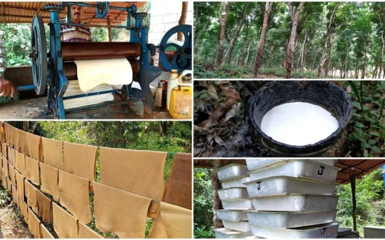 What is Rubber? The Interesting Production Journey of Rubber from the Aztecs to the Present Day! 201 Kaucugun uretim sureci3 1024x576