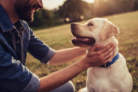 Scientists Announced: Dogs Are Entering a New Era in Evolution! 15 Bilim Insanlari Acikladi Kopekler Evrimde Yeni Bir Doneme Giriyor1