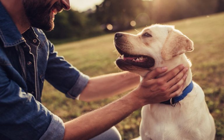 Scientists Announced: Dogs Are Entering a New Era in Evolution! 97 Bilim Insanlari Acikladi Kopekler Evrimde Yeni Bir Doneme Giriyor1