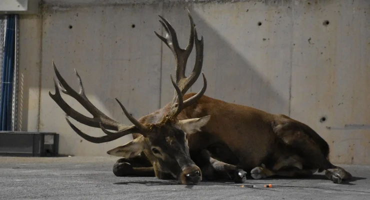 Injured Deer Taking Shelter in a Factory in Izmir: Is It a Sign of Doomsday? The Place of Deer in Turkish Mythology! 1 Izmirde Ortaya Cikan Yarali Geyik.webp
