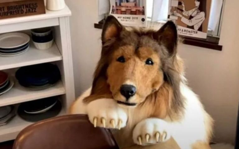 The Man Who Surgically Transformed Himself into a Dog: Showed His Face for the First Time! 127 kopege donusen adam1 1024x576