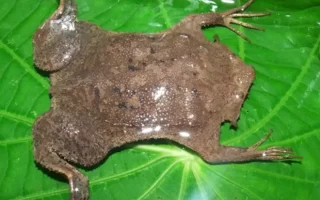 Surinamese Frog: Nature's Amphibian with the Most Extraordinary Reproduction and Life Cycle 20 surinam kurbagasi7.webp
