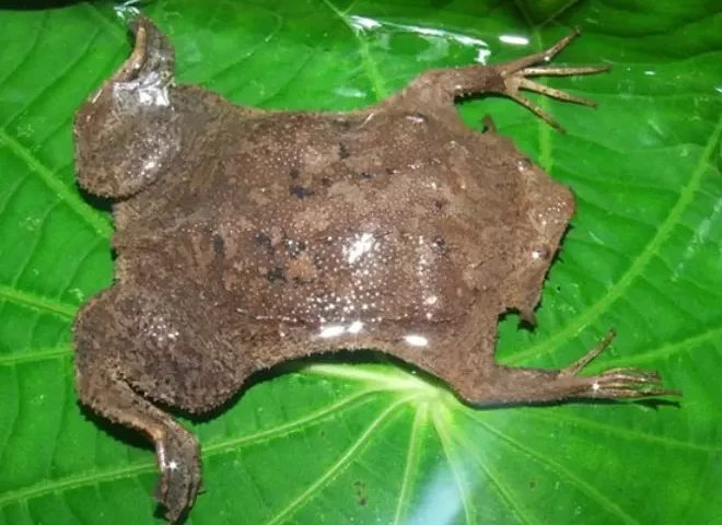 Surinamese Frog: Nature's Amphibian with the Most Extraordinary Reproduction and Life Cycle 211 surinam kurbagasi7.webp