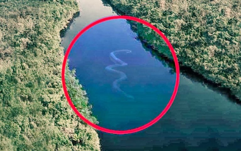 Unexplained Discoveries Deep in the Amazon Jungle – 2 19 yacumama1 1024x576