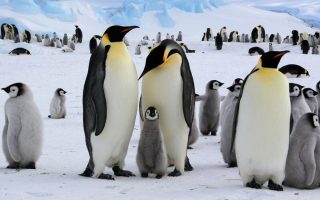 There Are No Penguins Left in the World Anymore! Real Penguins Were Extinct Years Ago! 14 Gercek Penguenler 1024x575
