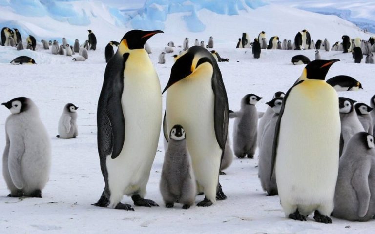 There Are No Penguins Left in the World Anymore! Real Penguins Were Extinct Years Ago! 57 Gercek Penguenler 1024x575