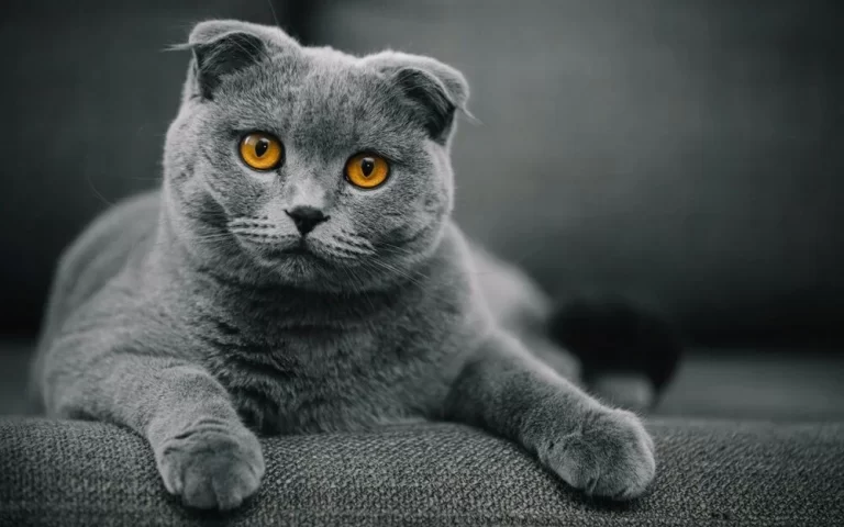 Important Regulation in the Netherlands: Adopting These Cats is Prohibited! 135 Hollandada Bu Kedileri Sahiplenme Yasaklaniyor1.webp