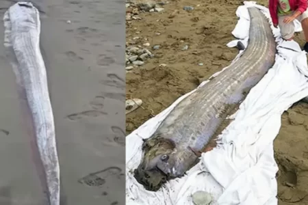 “Doomsday Fish” Washed Ashore: What Does the Fish Known as the Harbinger of Disaster Mean? 19 Kiyamet Gunu Baligi4 1024x576.webp