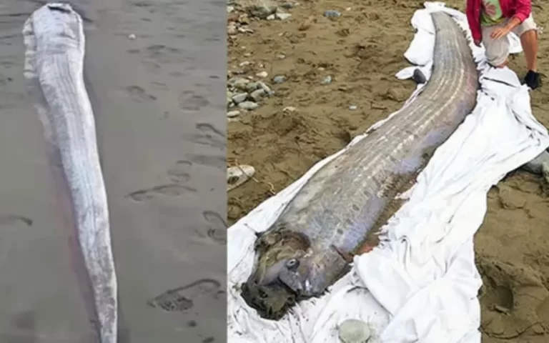 “Doomsday Fish” Washed Ashore: What Does the Fish Known as the Harbinger of Disaster Mean? 125 Kiyamet Gunu Baligi4 1024x576.webp