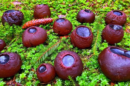 Witch's Cauldron Mushroom: Interesting Features of the Endangered Mushroom 75 Sarcosoma Globosum1