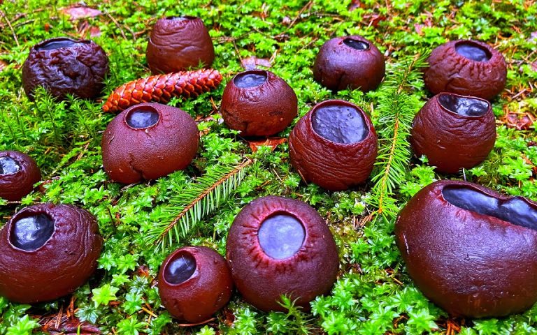 Witch's Cauldron Mushroom: Interesting Features of the Endangered Mushroom 179 Sarcosoma Globosum1