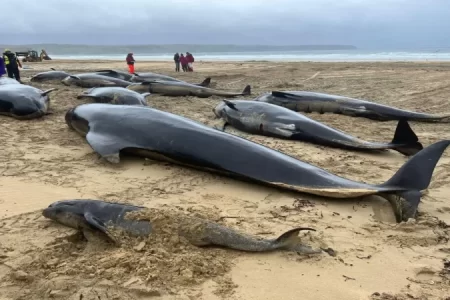 More than 30 Whales Stranded in New Zealand! Do Animals Commit Suicide? 7 Yeni Zelandada 30dan Fazla Balina Karaya Vurdu Toplu Hayvan Olumleri Intihar mi Dogal Surec mi1.webp
