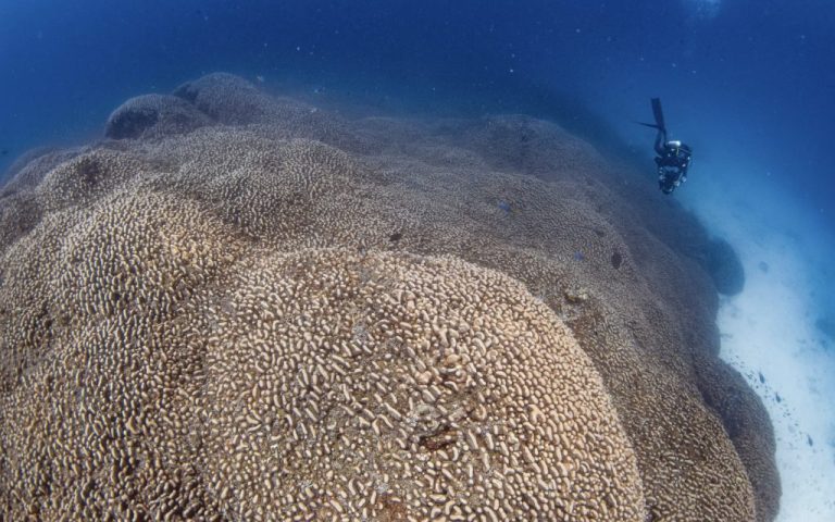 A Giant Sea Creature Visible from Space: An Astonishing Discovery in the Solomon Islands! 79 dunyanin en buyuk mercan kolonisi 1024x685