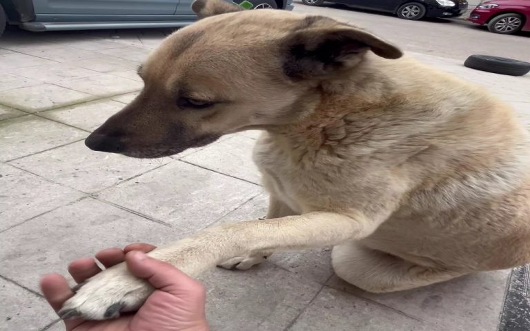 Heart-Warming Video of Stray Dog Ares: He Brought Cooked Chicken to the Shopkeepers Who Have Been Looking After Him for 5 Years! 13 Ares 5 Yildir Kendisine Bakan Esnafa Pismis Tavuk Getirdi1