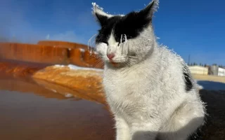 A Frozen Cat Tried to Warm Up in Thermal Water in Sivas! What Happened Afterwards? 8 Sivasta Donan Kedi2.webp
