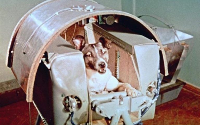 The First Living Creature Sent to Space: The Impressive Story of Laika, Whose Death Is Certain! 63 Uzaya Gonderilen Ilk Canli layka3 1024x734