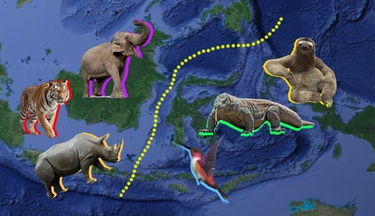 Wallace Line: The Invisible Border That Animals Cannot Cross As If There Was A Real Line! 91 Wallace Hatti1