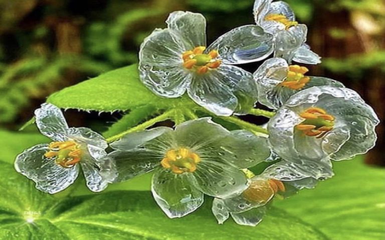 Gorgeous Transformation of Skeletal Flower: Transparency from Rain 63 iskelet cicegi2