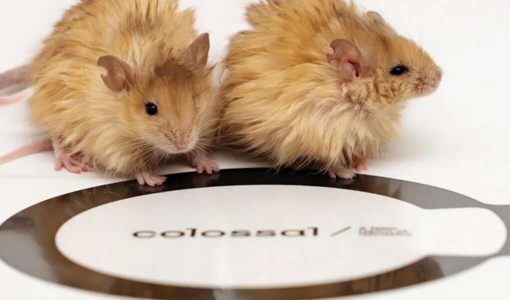 Revolution in the world of science: woolen mice produced! Are the mammoths that are extinct back? 1 Bilim Insanlari Mamutlari Geri Getirme Yolunda Yunlu Fareler Uretti4 1024x768