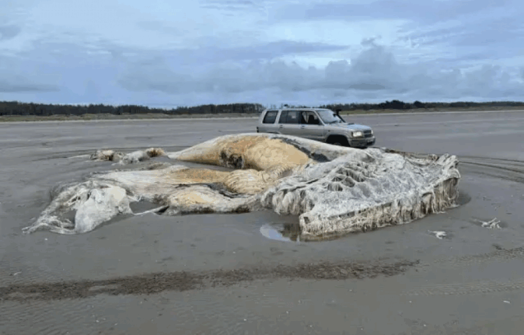 Shock on the shores of Wales: The secret of the 21 -meter creature from the sea has been announced 5 Kiyiya vuran 21 metrelik deniz canlisi1