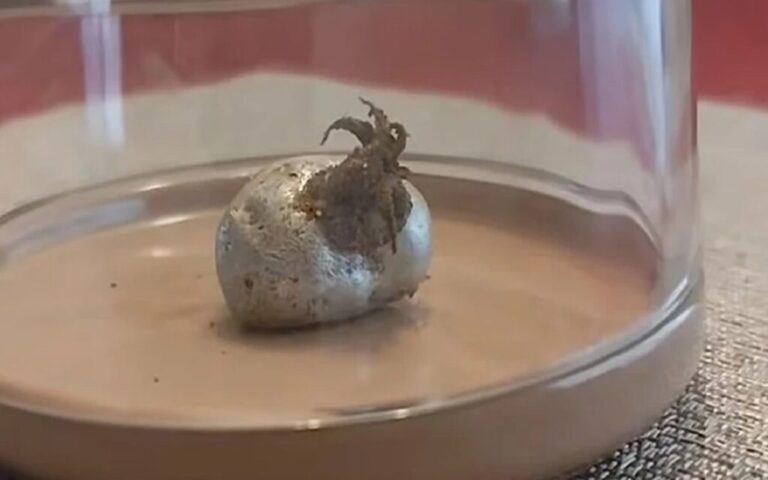 The allegation of the alien life form in the meteorite was discovered: Scientists explained the truth 103 Panamada Goktasinin Icinde Uzayli Yasam Formu Kesfedildi 1024x683