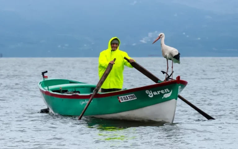 Migration Journey Ended: Yaren Stork Returned to Its Home in its 15th Year 334 yaren leylek.webp