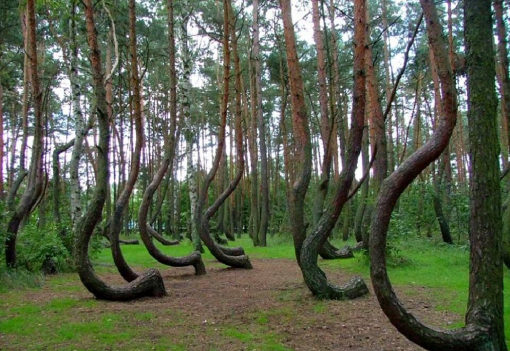 Crooked forest