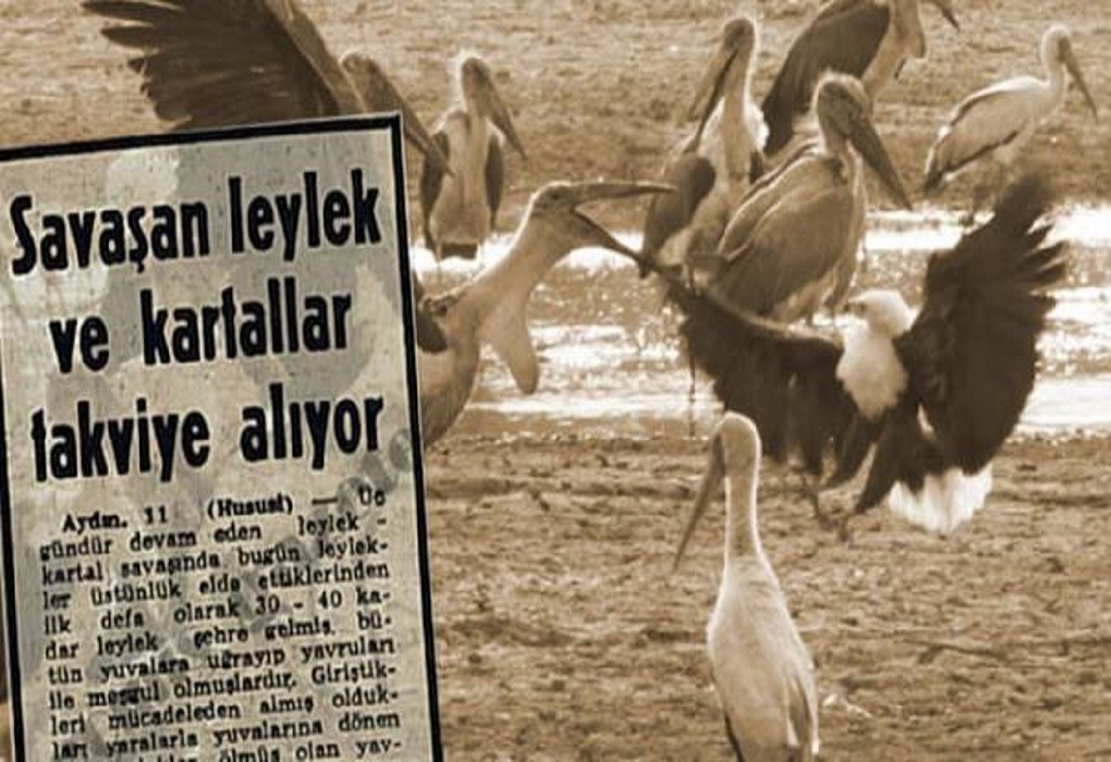 kuş savaşı