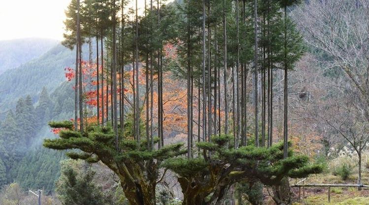 Wonderful Beauties of the World and Interesting Facts 6 agac kemeden