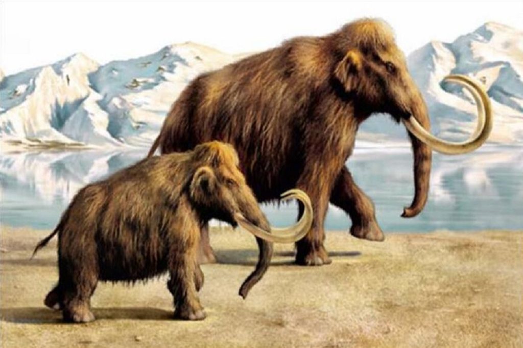 mamut