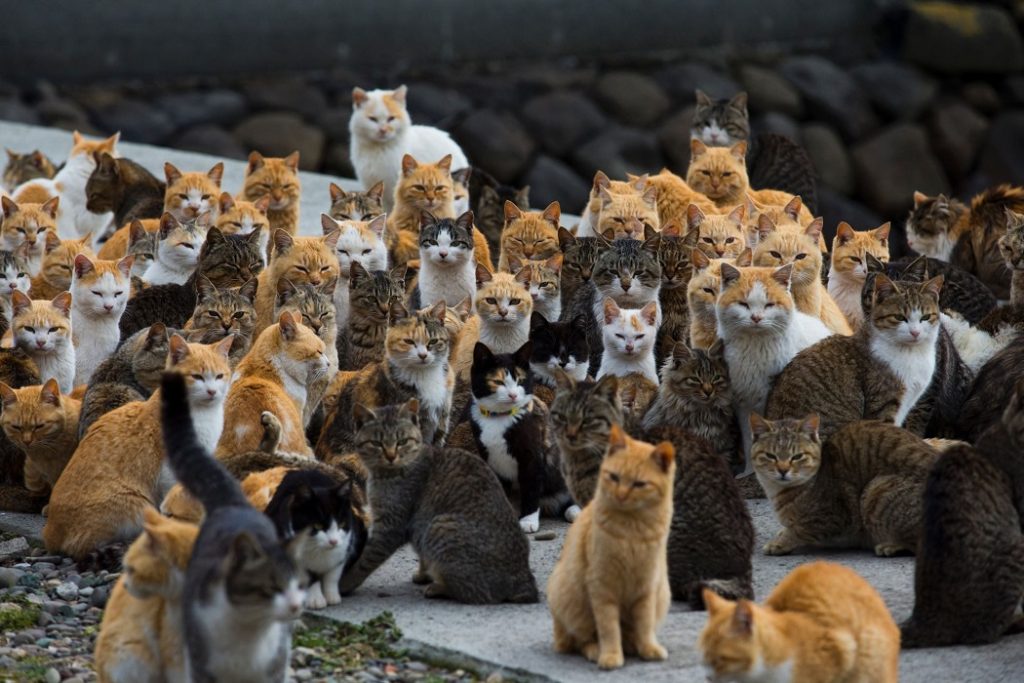 kedi adası
