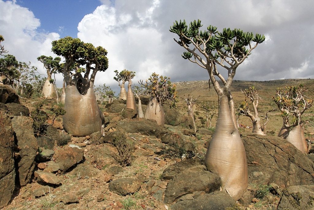 sokotra