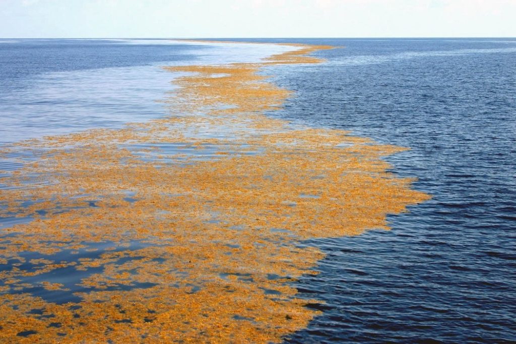 sargasso