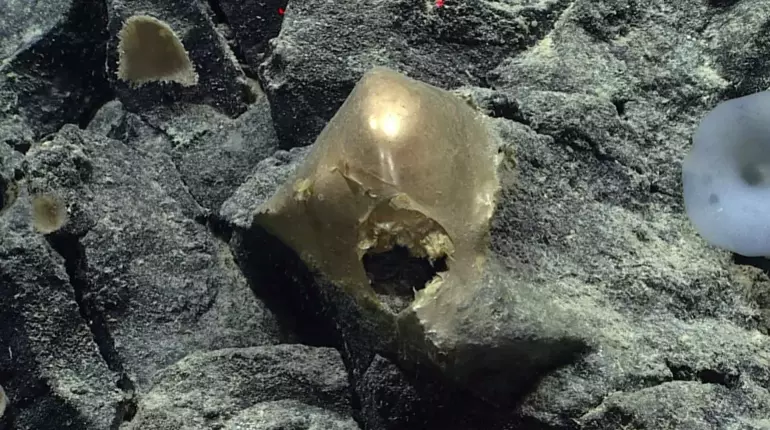 The Discovery That Shook the Scientific World: Mysterious Golden Globe 2 altin kure1