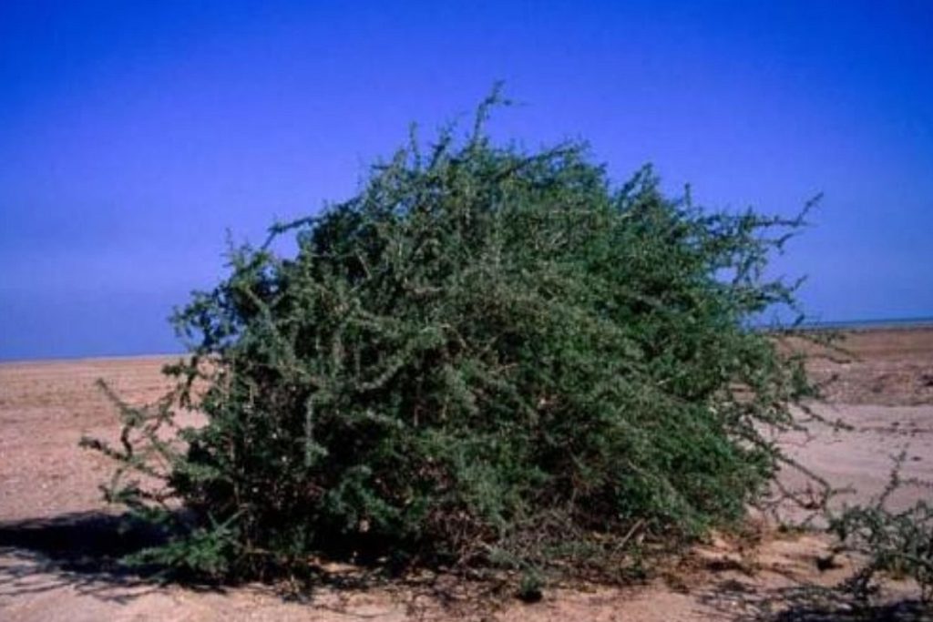garkat ağacı