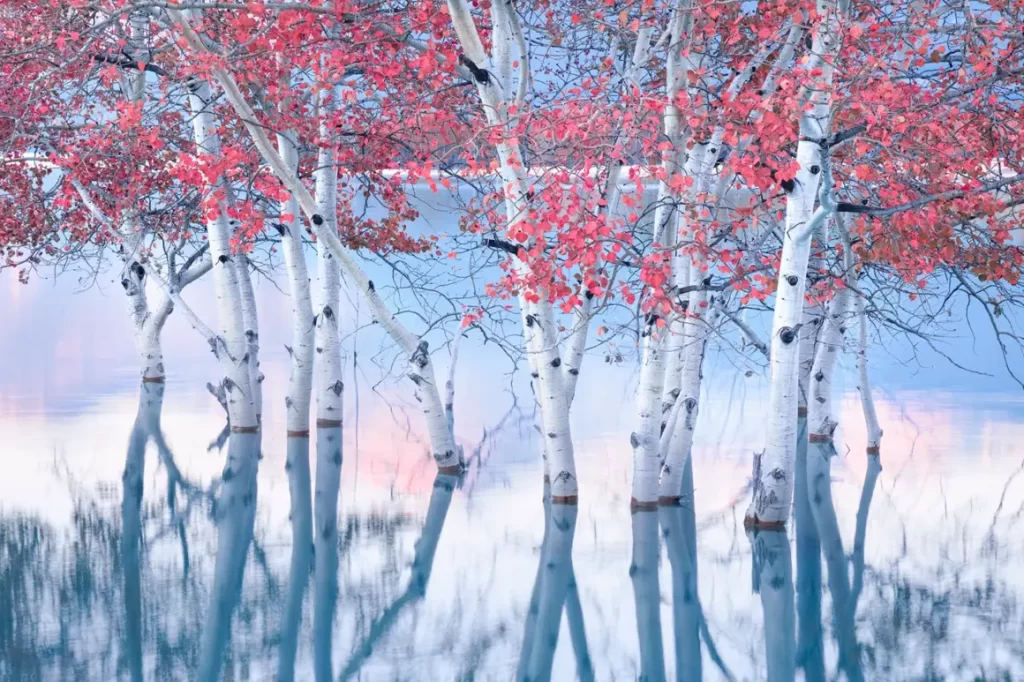 Kazanan, Yılın Uluslararası Manzara Fotoğrafı. Blake Randall (Kanada)