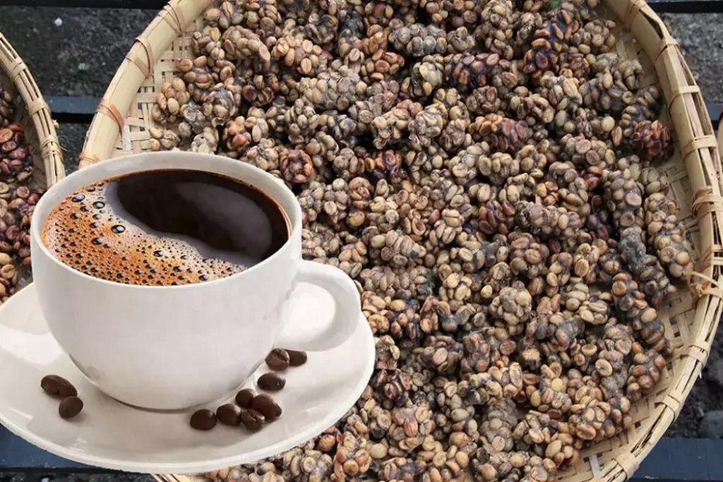 Kopi Luwak kedi dışkısından üretilen kahve