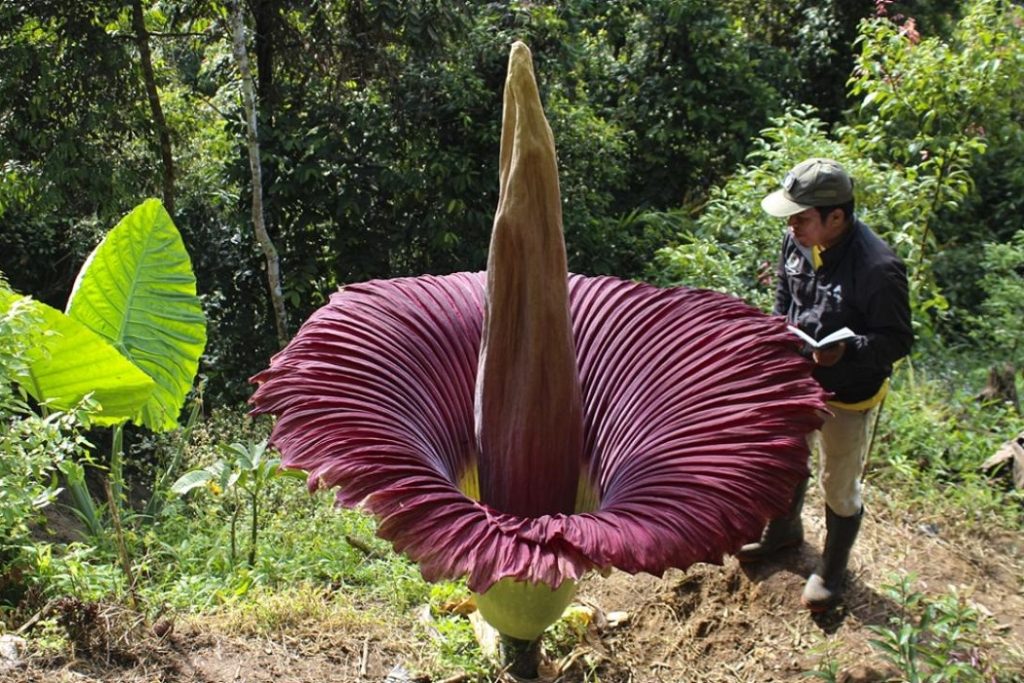 Titan Arum ceset çiçeği